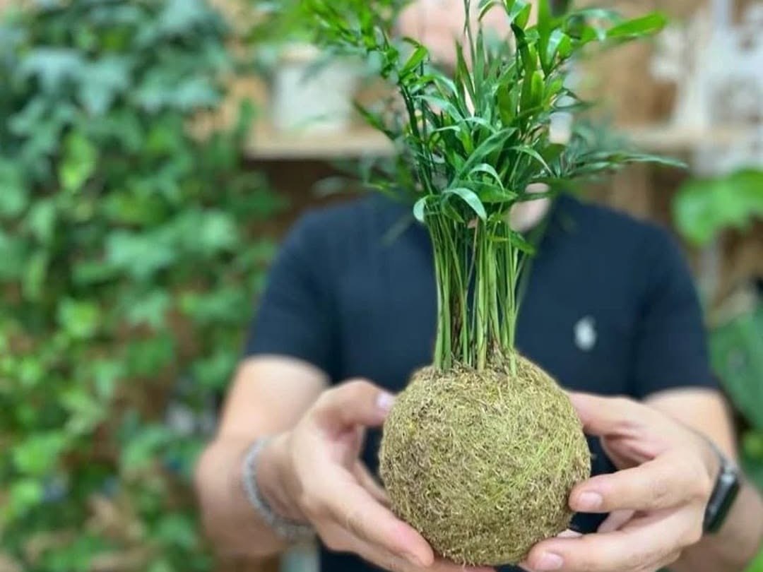 Kokedama artigianale appena realizzata a mano, tenuta fra le mani a Taranto